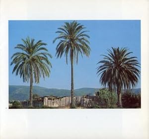 Seller image for LAMINA V19592: Palmeras en Ibiza for sale by EL BOLETIN