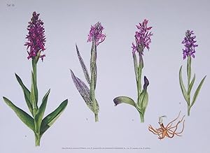 Monographie Und Ikonographie Der Orchidaceen-Gattung Dactylorhiza (two volumes)