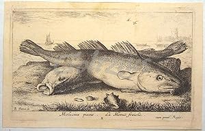 Molucius piscis - La Moruë fraiche (young codfish)
