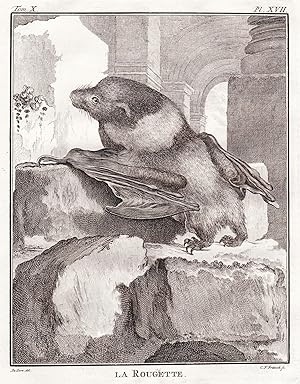 Seller image for "La Rougette" - Maskarenen-Flughund flying fox Chauve bat Fledermaus Chiroptera Fledertiere / Reunion Mauritius / Tiere animals animaux for sale by Antiquariat Steffen V�lkel GmbH