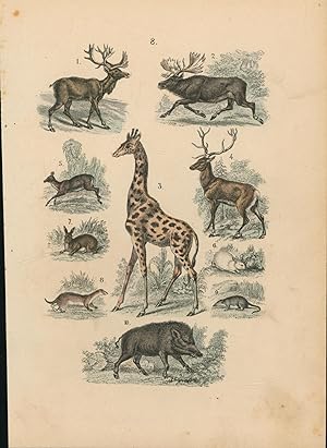 Bild des Verkufers fr 10 Darstellungen (Giraffe, Wildschwein, Hase, Hirsch und andere Wildtiere) auf einem Blatt, alle Darstellungen farbig zum Verkauf von Antiquariat Kastanienhof