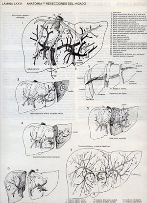 Seller image for LAMINA V20137: Anatomia y resecciones del higado for sale by EL BOLETIN