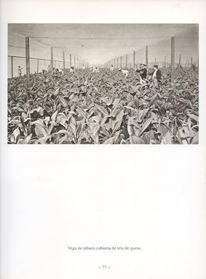 Bild des Verkufers fr LAMINA V19916: Vega de tabaco cubierta en Cuba zum Verkauf von EL BOLETIN