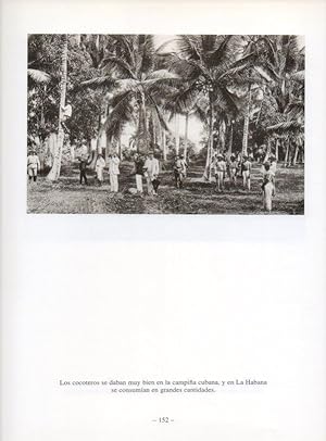 Imagen del vendedor de LAMINA V19956: La Habana. Plantacion de cocoteros a la venta por EL BOLETIN