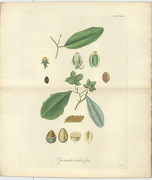 Pyrenacantha Volubilis fæm. [from] Botanical Miscellany; containing Figures and Descriptions of s...