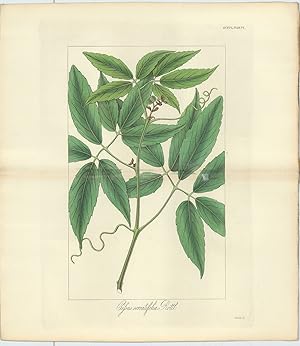 Bild des Verkufers fr Cissus Serratifolia [from] Botanical Miscellany; containing Figures and Descriptions of such Plants as Recommend themselves by their Novelty, Rarity, or History, or by the uses to which they are Applied in the Arts, in Medicine, and in Domestic  conomy; together with occasional Botanical Notices and Information. zum Verkauf von Robert Frew Ltd. ABA ILAB