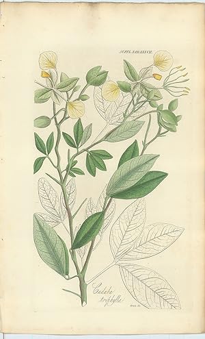Bild des Verkufers fr Cadaba Triphylla [from] Botanical Miscellany; containing Figures and Descriptions of such Plants as Recommend themselves by their Novelty, Rarity, or History, or by the uses to which they are Applied in the Arts, in Medicine, and in Domestic  conomy; together with occasional Botanical Notices and Information. zum Verkauf von Robert Frew Ltd. ABA ILAB