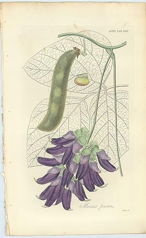 Bild des Verkufers fr Mucuna Prurita (Velvet Bean) [from] Botanical Miscellany; containing Figures and Descriptions of such Plants as Recommend themselves by their Novelty, Rarity, or History, or by the uses to which they are Applied in the Arts, in Medicine, and in Domestic  conomy; together with occasional Botanical Notices and Information. zum Verkauf von Robert Frew Ltd. ABA ILAB