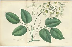 Mucuna Giganta [from] Botanical Miscellany; containing Figures and Descriptions of such Plants as...