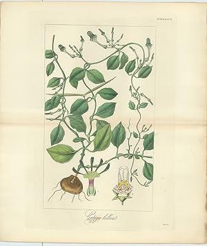 Seller image for Ceropegia Bulbosa [from] Botanical Miscellany; containing Figures and Descriptions of such Plants as Recommend themselves by their Novelty, Rarity, or History, or by the uses to which they are Applied in the Arts, in Medicine, and in Domestic  conomy; together with occasional Botanical Notices and Information. for sale by Robert Frew Ltd. ABA ILAB