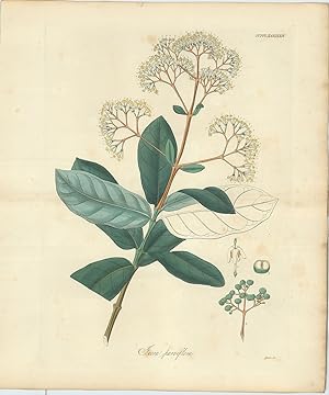 Bild des Verkufers fr Ixora Parviflora [from] Botanical Miscellany; containing Figures and Descriptions of such Plants as Recommend themselves by their Novelty, Rarity, or History, or by the uses to which they are Applied in the Arts, in Medicine, and in Domestic  conomy; together with occasional Botanical Notices and Information. zum Verkauf von Robert Frew Ltd. ABA ILAB