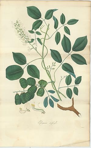 Pomgania Religiosa [Pongania Triphyll] [from] Botanical Miscellany; containing Figures and Descri...