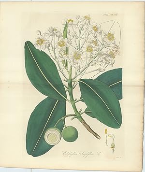 Bild des Verkufers fr Calophyllum Inophyllum [from] Botanical Miscellany; containing Figures and Descriptions of such Plants as Recommend themselves by their Novelty, Rarity, or History, or by the uses to which they are Applied in the Arts, in Medicine, and in Domestic  conomy; together with occasional Botanical Notices and Information. zum Verkauf von Robert Frew Ltd. ABA ILAB