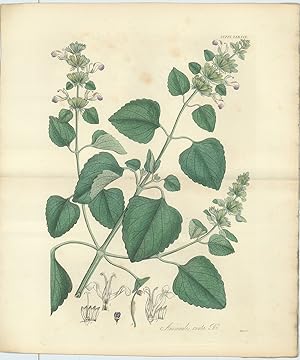 Anisomeles Ovata [from] Botanical Miscellany; containing Figures and Descriptions of such Plants ...