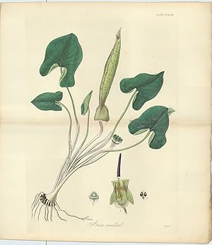 Arum Crenatum [from] Botanical Miscellany; containing Figures and Descriptions of such Plants as ...