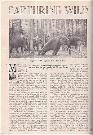 Seller image for Capturing Wild Elephants in the Jungles of Mysore State, South India. An uncommon original article from the Wide World Magazine, 1946. for sale by Cosmo Books