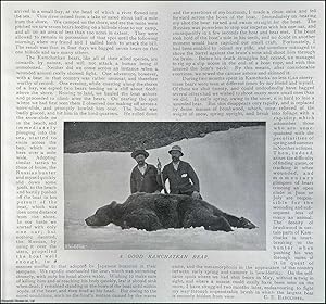 Image du vendeur pour Bear-Shooting in Kamchatka & Cashmere. Several pictures and accompanying text, removed from an original issue of Country Life Magazine, 1907. mis en vente par Cosmo Books