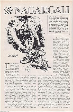 Image du vendeur pour The Nagargali Elephants. An uncommon original article from the Wide World Magazine, 1938. mis en vente par Cosmo Books
