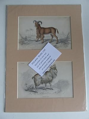 Bild des Verkufers fr The Naturalist's Library - Goats zum Verkauf von McLaren Books Ltd., ABA(associate), PBFA