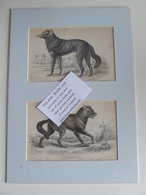 Bild des Verkufers fr The Naturalist's Library - Wolf zum Verkauf von McLaren Books Ltd., ABA(associate), PBFA