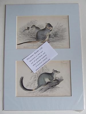 Bild des Verkufers fr The Naturalist's Library - Marsupial zum Verkauf von McLaren Books Ltd., ABA(associate), PBFA