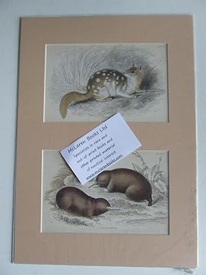 Bild des Verkufers fr The Naturalist's Library - Quoll / Echidna zum Verkauf von McLaren Books Ltd., ABA(associate), PBFA