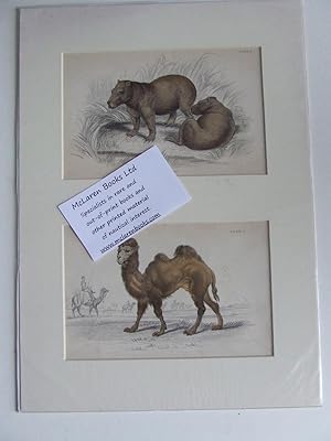 Bild des Verkufers fr The Naturalist's Library - Capybara / Camel zum Verkauf von McLaren Books Ltd., ABA(associate), PBFA