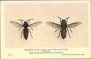 Ansichtskarte / Postkarte Hornet, male and female, British Museum, Hornisse