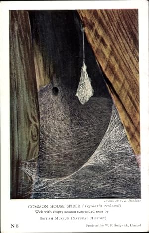 Bild des Verkufers fr Knstler Ansichtskarte / Postkarte Common House Spider, Spinnennetz, British Museum zum Verkauf von akpool GmbH