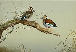 Philip Rickman. RINGED TEAL [Watercolour & Gouache]