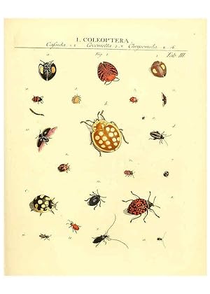Immagine del venditore per Reproduccin/Reproduction 6032387368: Dr. Sulzers Abgekrtze Geschichte der Insecten Winterthur :Bey H. Steiner .,1776 venduto da EL BOLETIN