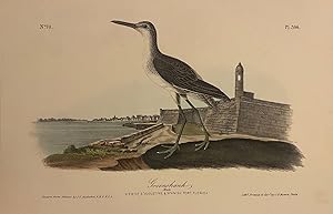 Greenshank [Pl. 346]