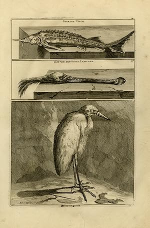 Antique Print-Natural history-Sturgeon, spoonbill and a heron-De Bruyn-Pool-1711
