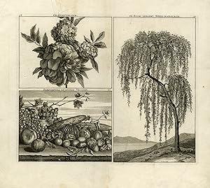 Antique Print-Depiction of Asian fruits-Pomegrade-Pumpkins-De Bruyn-Pool-1711