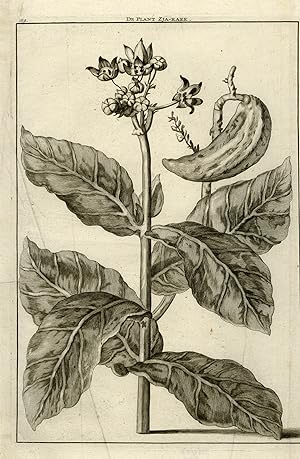 Antique Print-Natural history-Depiction of the Zja-Raek plant-De Bruyn-1711