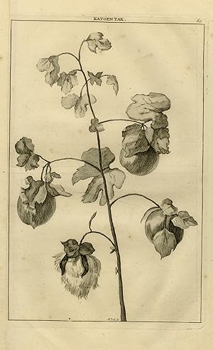 Antique Print-Natural history-Depiction of a cotton plant-De Bruyn-Pool-1711