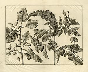 Antique Print-Natural history-Different botanical specimens-De Bruyn-1711