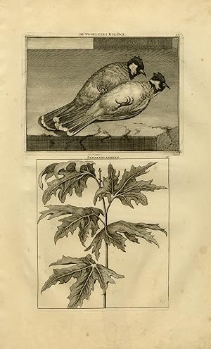 Antique Print-Natural history-The Bol-Bol bird and a Zenaer plant-De Bruyn-1711