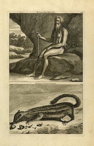 Antique Print-Natural history-A Russian hermit and a squirrel-De Bruyn-Pool-1711