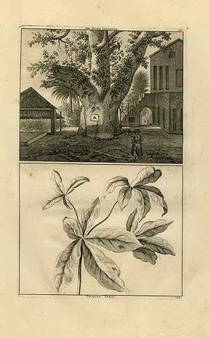 Antique Print-Natural history-Depiction of a large Dragtoe tree-De Bruyn-1711