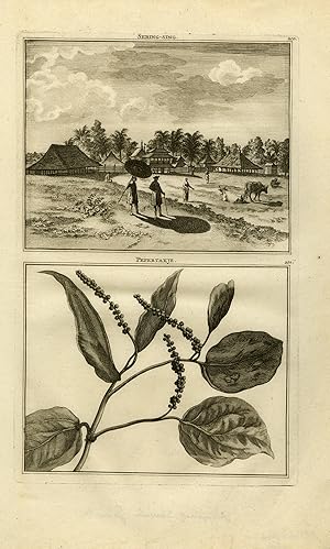 Antique Print-Depiction of a pepper plant-Srengseng-Djokjakarta-De Bruyn-1711