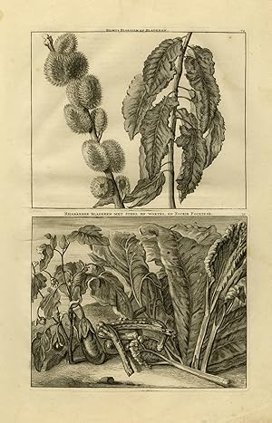 Antique Print-Natural history-botany-Bidmus-eggpplant-rhubarb-De Bruyn-1711