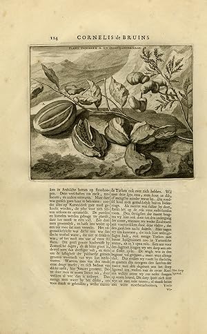 Antique Print-Che berry and a Doofsjandernage-Silk industry-De Bruyn-1711