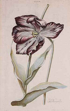 Bild des Verkufers fr Portrait of the tulip "La Nouvelle" [the new one], copper engraving made by Adam Ludwig Wirsing, for Christoph Jakob Trew's "Hortus Nitidissimis Omnem per Annum Superbiens Floribus Sive Amoenissimorum Florum Imagines" [A year in a brilliant garden of exquisite flowers represented in beautiful pictures zum Verkauf von Inter-Antiquariaat Mefferdt & De Jonge