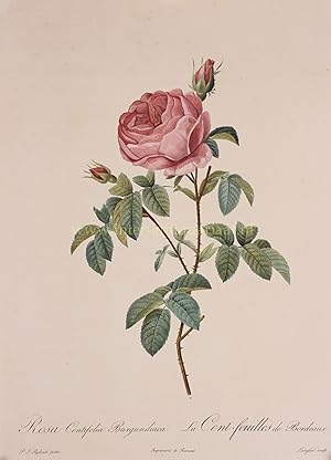 Image du vendeur pour FROM ONE OF THE MOST BEAUTIFUL BOOKS ABOUT ROSES EVER PUBLISHED "Rosa centifolia Burgundiaca - La Cent-feuilles de Bordeaux", stipple engraving, partly printed in colour and finished by hand mis en vente par Inter-Antiquariaat Mefferdt & De Jonge