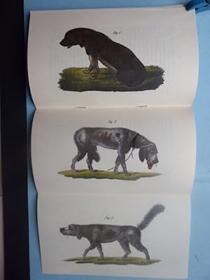 Seller image for Die Erkenntni der Hundswuth und Berichtigung der Irrthmer, welche dieselbe oft verhindern. Mit drei Steindruckfiguren. Nachruck der Ausgabe: Jena, Friedich Luden 1844. for sale by Antiquariat Heinzelmnnchen