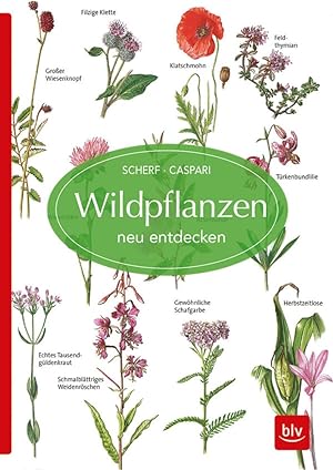 Bild des Verkufers fr Wildpflanzen neu entdecken (BLV Naturfhrer) zum Verkauf von artbook-service
