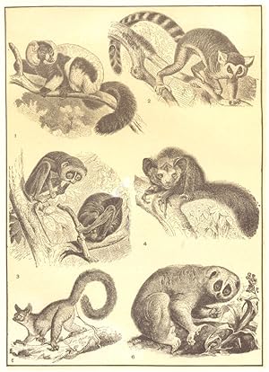 Lemurs; 1. Ruffed Lemur; 2. Ring-tailed Lemur; 3. Slender Loris; 4. Ayeaye; 5. Great Galago; 6. C...