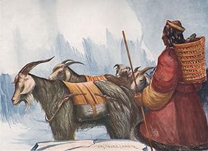 Goats carrying loads of Borax