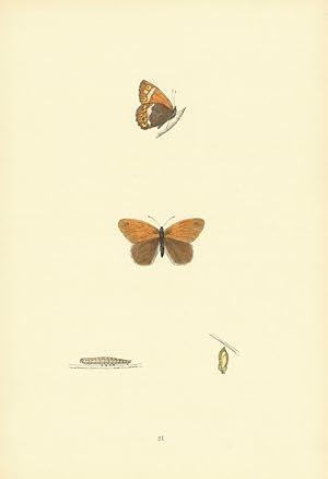 Heath Butterfly